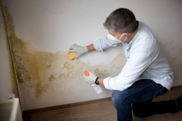 Best Mold-Related Health Consultation  in Mclouth, KS