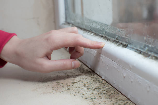 Best Post-Construction Mold Inspection  in Mclouth, KS